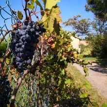 automne antre des vices